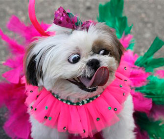 Dog at Carnival parade
