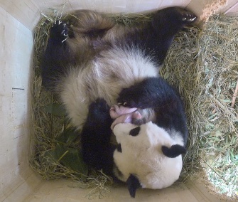 Panda mom Yang Yang cuddles her twin cubs at a zoo in Vienna, Austria.