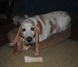 At 13 years old, Ginger has been happily reunited with her original owner, who lost custody of her in his divorce and found her in a shelter.