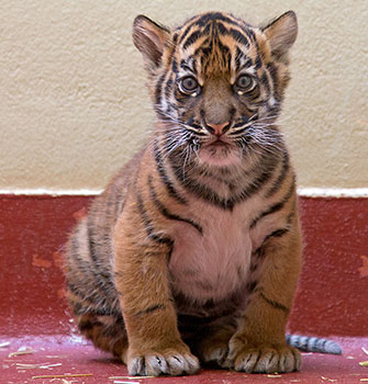 The San Francisco Zoo's tiger cub was born in February.