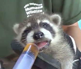 A Humane Society worker feeds one of the rescued raccoon babies.