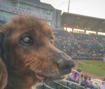 Morgan, a Dachshund rescued at age 18, has been enjoying lots of little adventures.