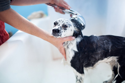 Dog having a bath.