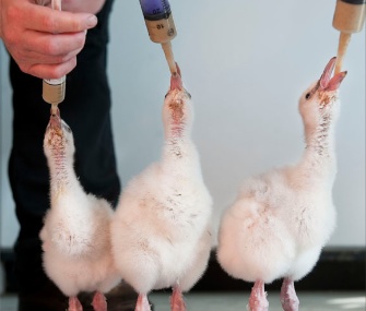 Chilean flamingo chicks are hand fed at the Longleat Safari park in the U.K.