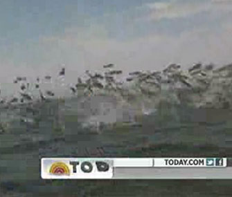 YouTube poster Ben Sproul captured video of mullets jumping in North Carolina.