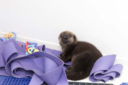 otter and toys