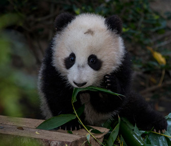 San Diego Zoo panda makes debut