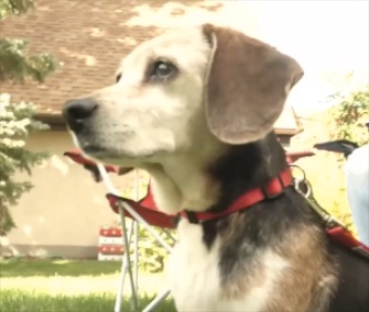 A couple names a Beagle they rescued on their anniversary trip Annie.