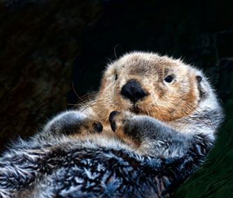 A study finds that sea otters do their part to help the environment when they eat urchins.