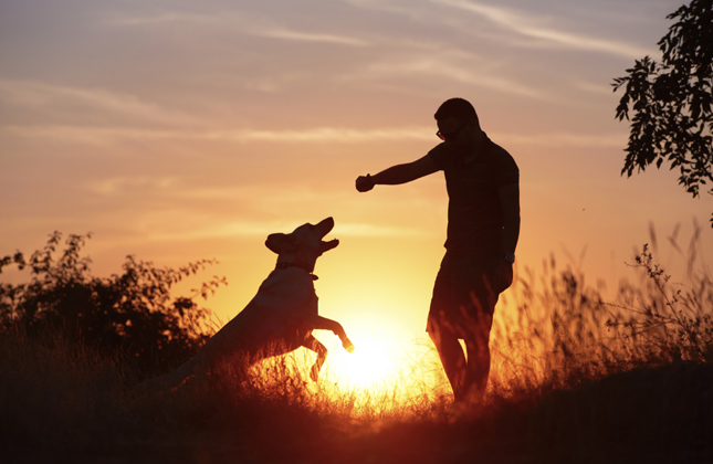 Dog and Person Summer Silhouette