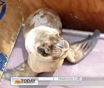 Sea lions Fiona, Felix and Flynn were released in Peru.