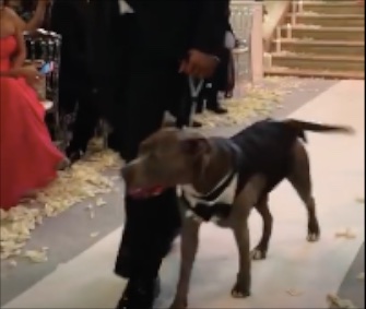 Ace walks down the aisle at the wedding of his owners, Baltimore Ravens center Jeremy Zuttah and Heran Haile.