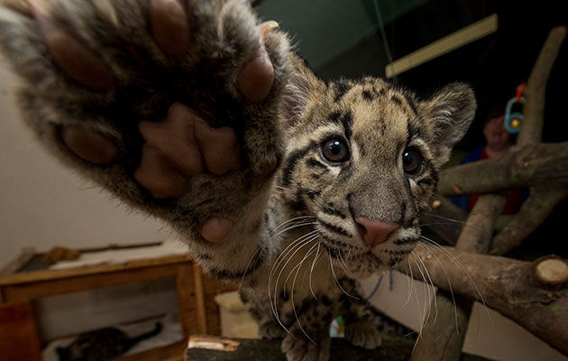 clouded leopard reaching for camera