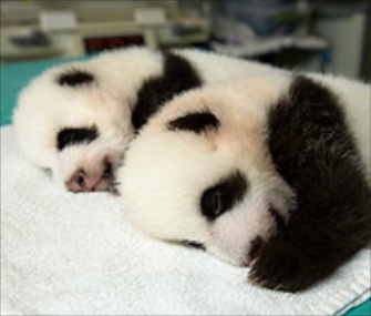 Zoo Atlanta will let the public vote on five sets of names for its panda cubs.