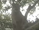 Mountain lion sits in a tree
