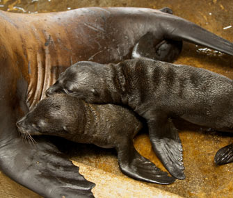 SeaWorld Orlando welcomed rare sea lion twins.