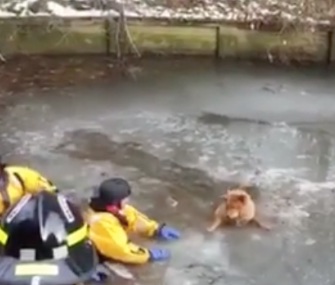 Firefighters in Virginia rescued a panicked Chow who'd fallen into an icy lake.