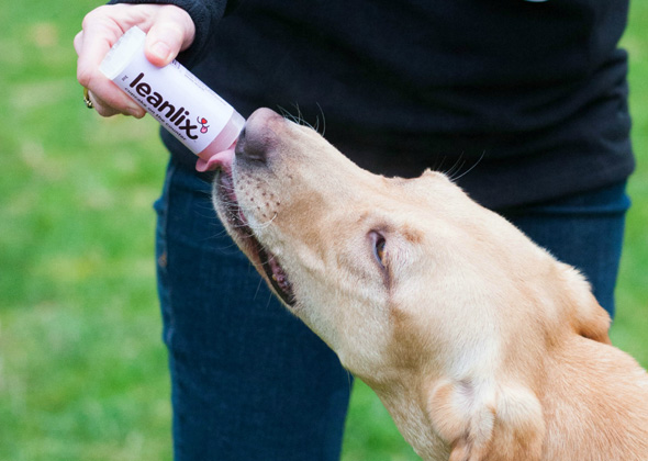 bergan elevated feeder