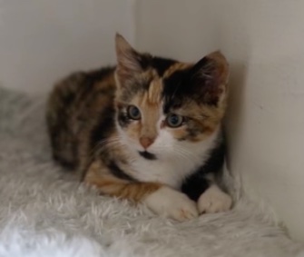 A 3-month-old kitten was named Maui after stowing away on an oil rig.