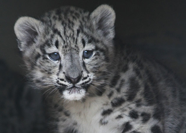 A snow leopard cub peeks out of her nest at the Helsinki Zoo in Finland.
