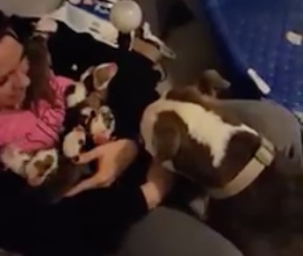 A viral video shows a mama dog bringing each of her 11 puppies to her foster mom.