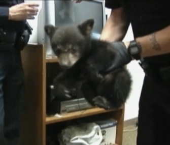 An orphaned bear cub spent a night with police in Myrtle Creek, Oregon.