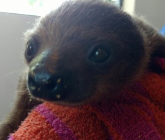 A three-month-old two-toed sloth arrived in Pittsburgh on a private jet on Monday.