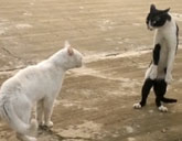 Cat stands like a Cobra