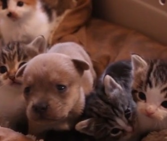 Bobby the orphaned Chihuahua seems right at home with a litter of kittens.