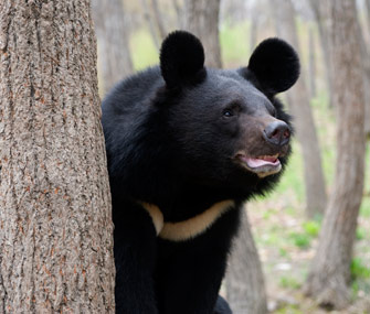 Asiatic bear