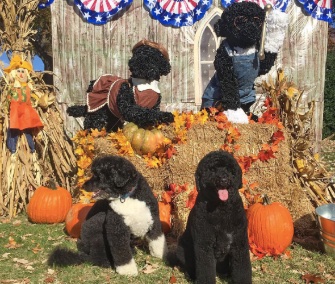 Bo and Sunny Obama greeted trick-or-treaters on the White House lawn Saturday.