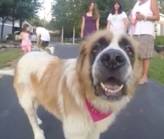 Missy will soon be reunited with her owner in Colorado.