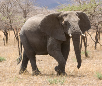 Elephant