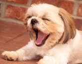 Yawning dog