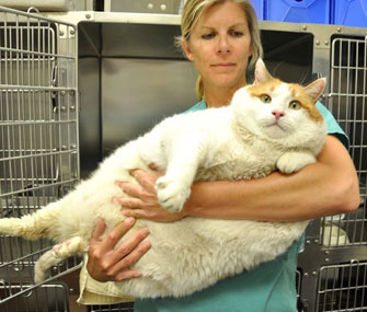 Meow, the 40-pound cat at the Santa Fe Animal Shelter.