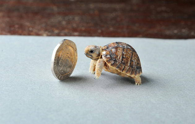 Egyptian tortoise next to a 20-pence piece