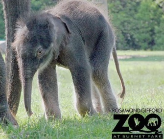 A male Asian elephant made his debut at the Rosamond Gifford Zoo in New York last week.