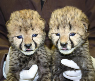 Two Cheetah cubs arrive at the National Zoo.