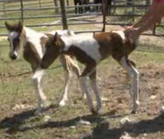Rare twin horses were born on Easter in Georgia.