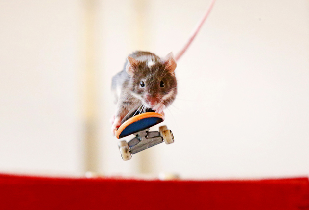 Mice ride skateboards