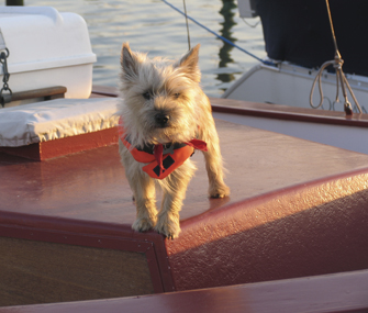 Dog on a boat