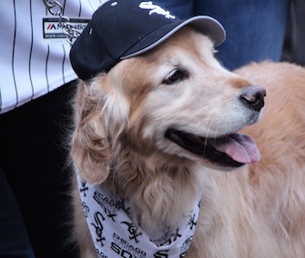 The Chicago White Sox broke a Guinness World Record for the number of dogs in attendance at a game.
