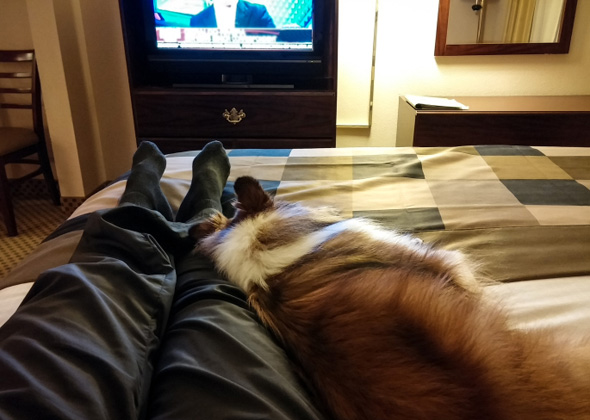 5 Tips To Solve Your Dog S Barking Problem