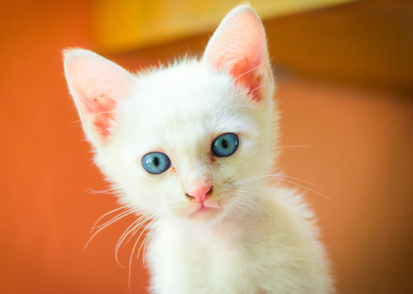 Most Popular Kitten Names of 2016