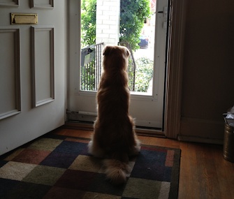Tink Bell has the city at her paws in Washington, D.C.