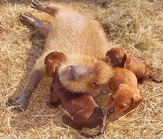 Cheesecake the capybara plays mom to Doxie puppies.