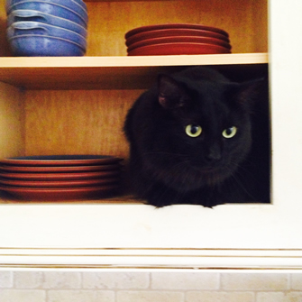 black cat hiding in cupboard