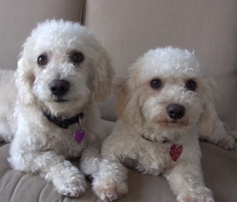 Elmer and Elsie relax in their foster home after being rescued from a junkyard.