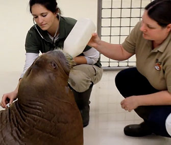 Pakak gets a bottle and a checkup from his keepers.