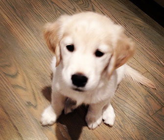 Jimmy Fallon's new Golden Retriever puppy